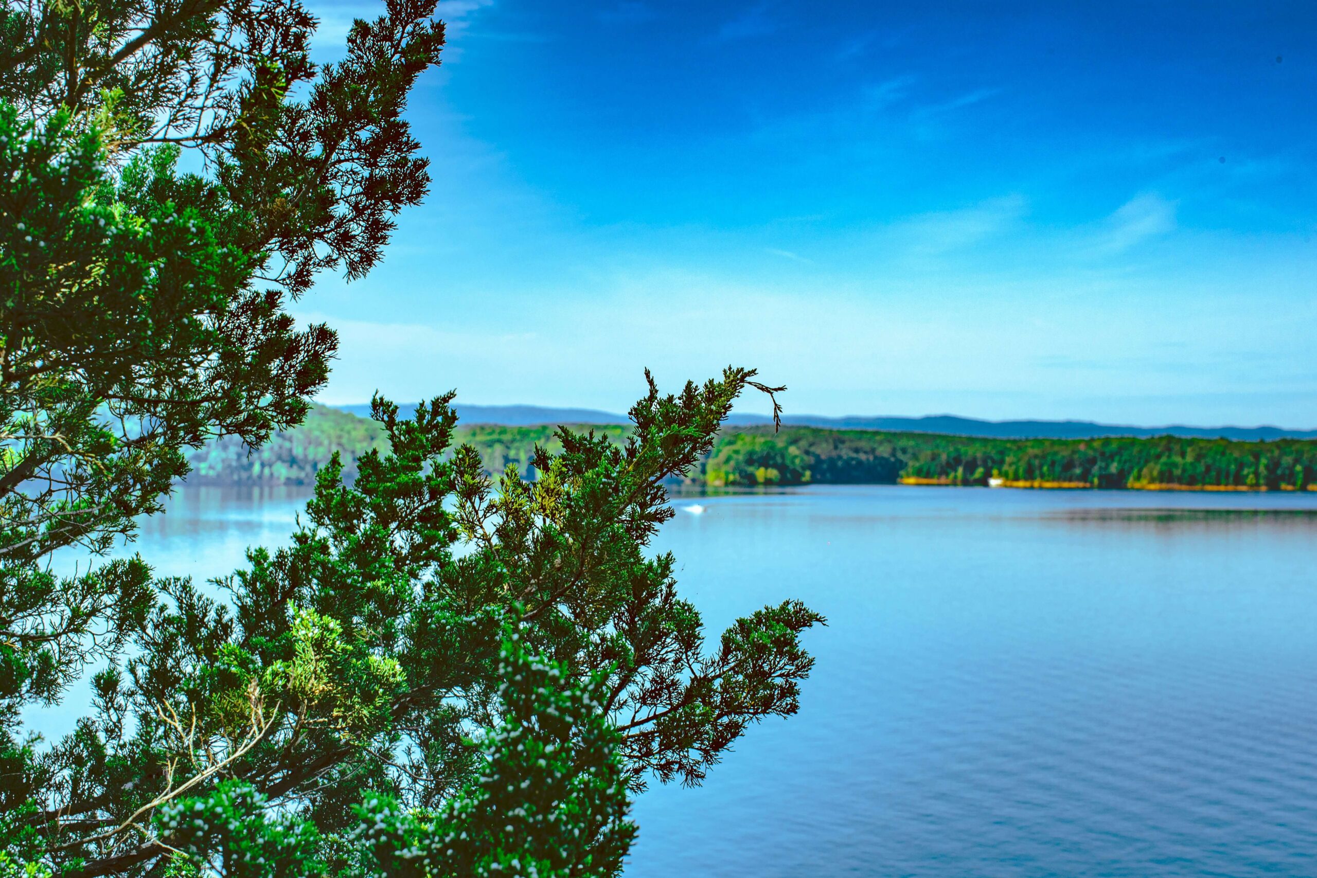 Springdale